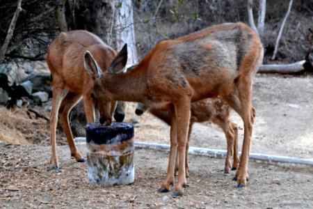 Mule Deer (Odocoileus hemionus) (11)