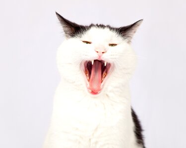 Domestic white mammal