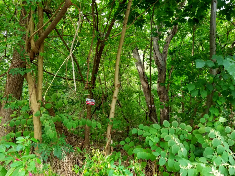 Mugar wetlands - Arlington, MA - 20200922 111405