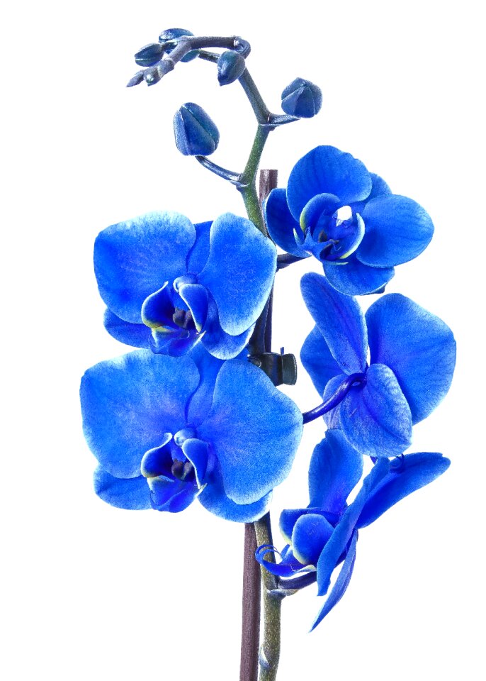 Phalaenopsis orchid flower tropical