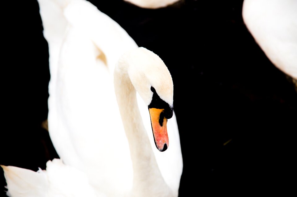 Cygnus wildlife animal