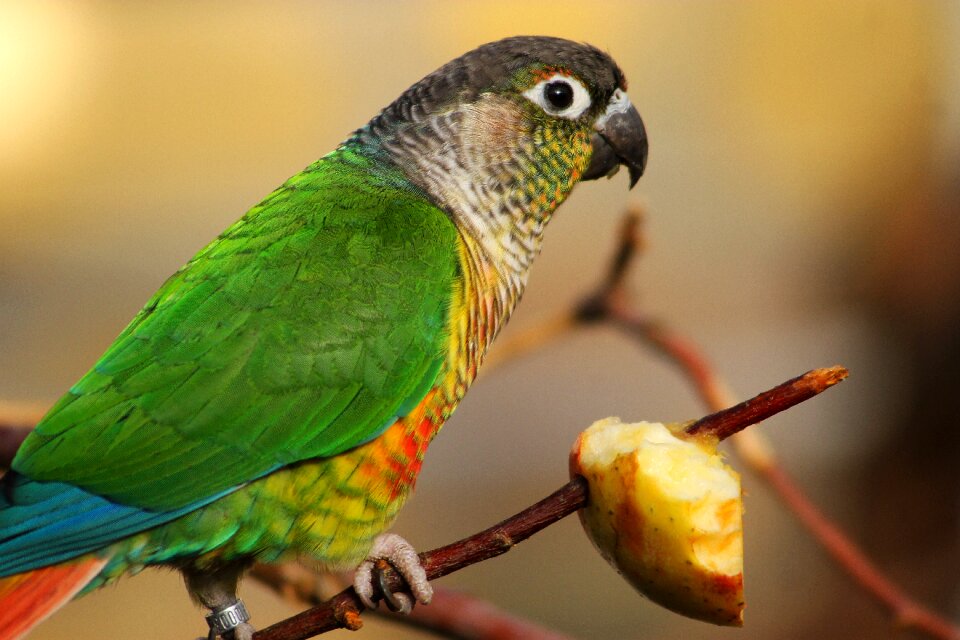 Color feather food