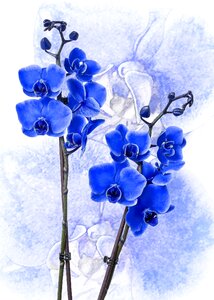 Phalaenopsis orchid flower tropical