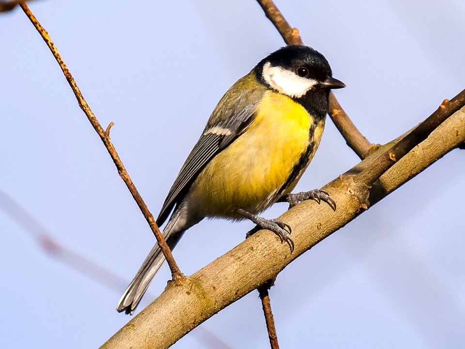 Garden bird nature animal