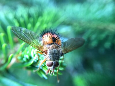 Bug creature housefly