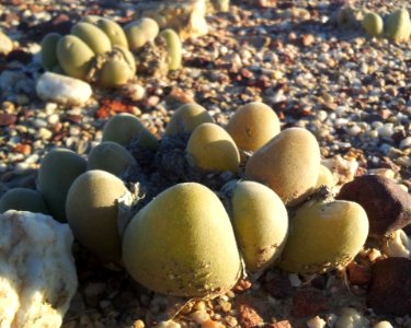 Muiria hortenseae - Western Cape RSA 4