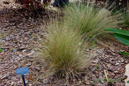Muhlenbergia capillaris - Mounts Botanical Garden - Palm Beach County, Florida - DSC03777