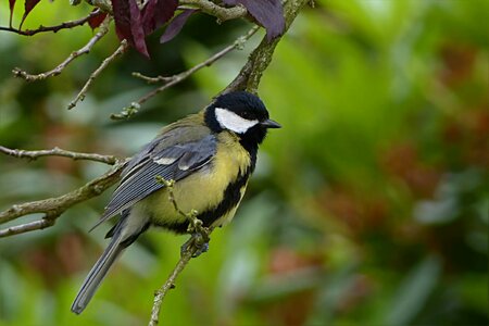 Parus major young foraging photo