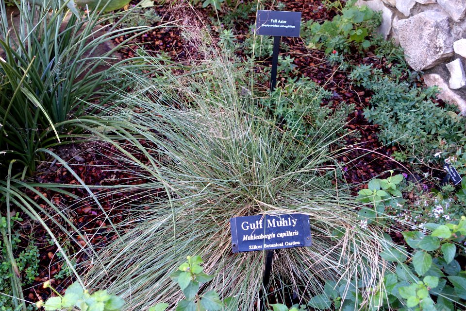 Muhlenbergia capillaris - Zilker Botanical Garden - Austin, Texas - DSC08781