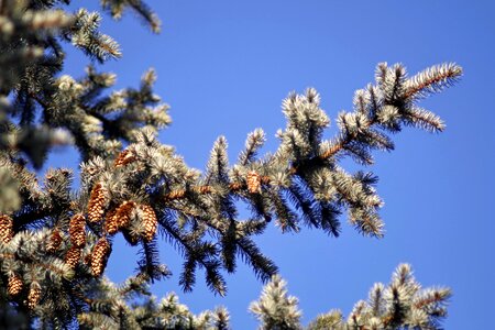 Needles pine cone conifer