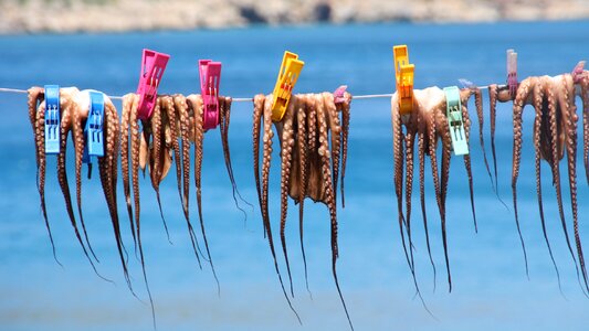 Sea clothespins greece