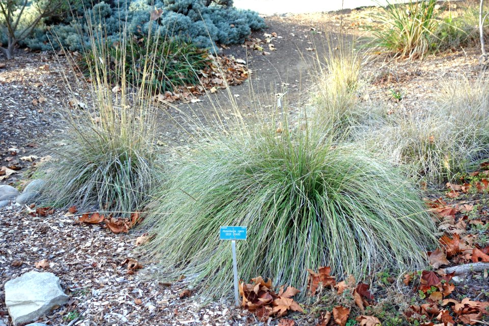 Muhlenbergia rigens - San Luis Obispo Botanical Garden - DSC05868