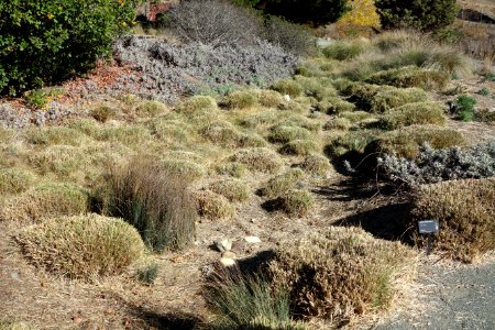 Muhlenbergia rigens - Leaning Pine Arboretum - DSC05641