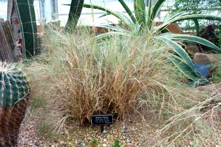 Muhlenbergia dumosa - Brooklyn Botanic Garden - Brooklyn, NY - DSC08080