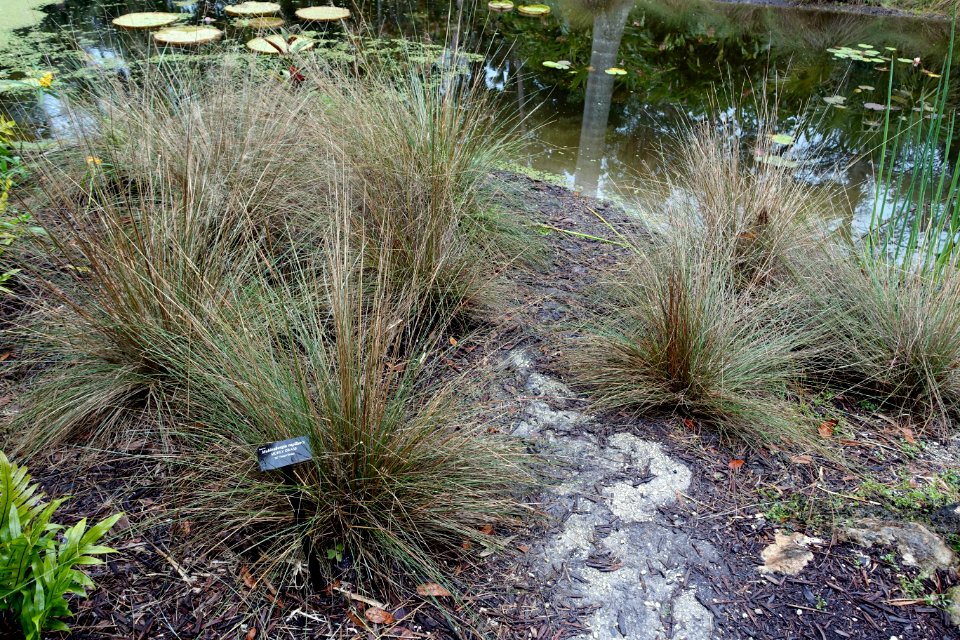 Muhlenbergia capillaris - McKee Botanical Garden - Vero Beach, Florida - DSC03190