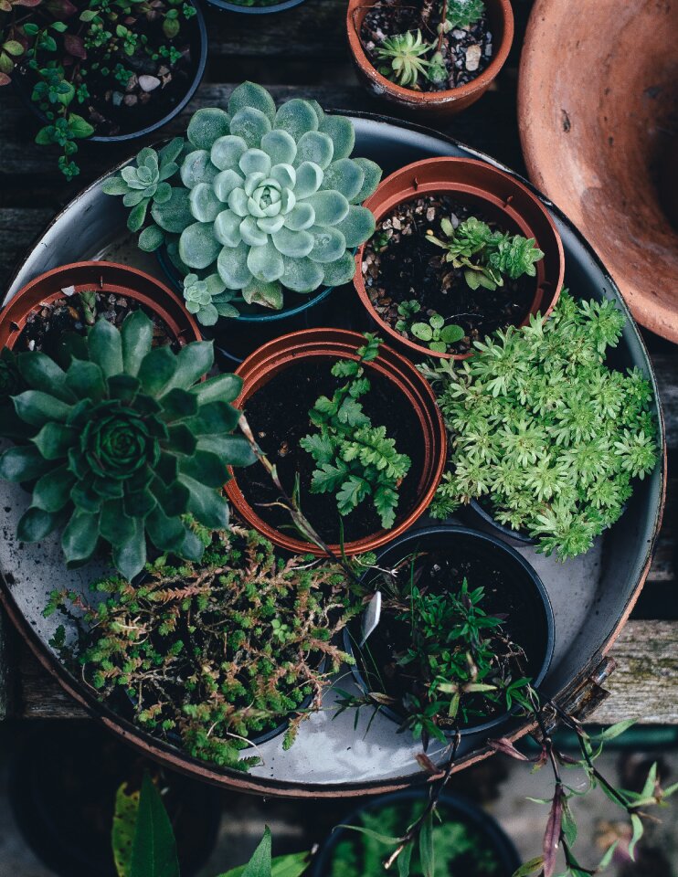 Flower pots plants succulent