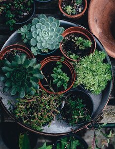 Flower pots plants succulent
