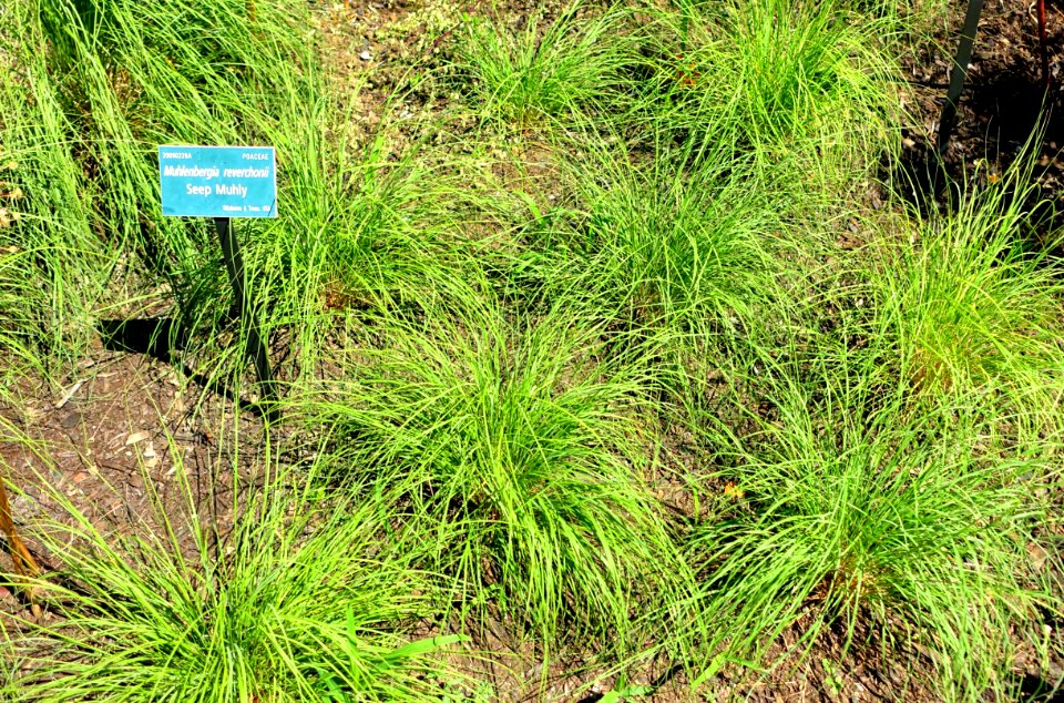 Muhlenbergia reverchonii - Coastal Maine Botanical Gardens - DSC03134
