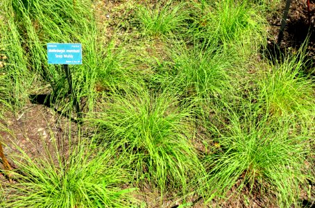 Muhlenbergia reverchonii - Coastal Maine Botanical Gardens - DSC03134