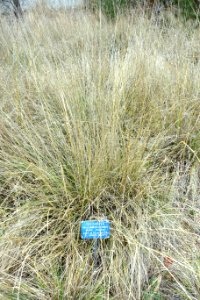 Muhlenbergia rigens - Regional Parks Botanic Garden, Berkeley, CA - DSC04327