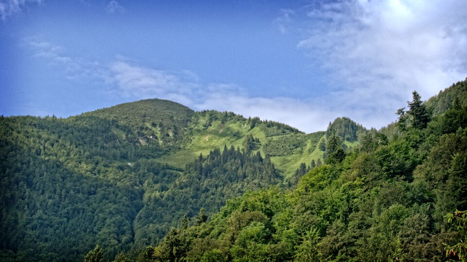 Upper bavaria chiemgau forest photo