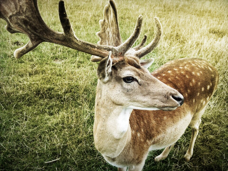 Animal antlers mammal