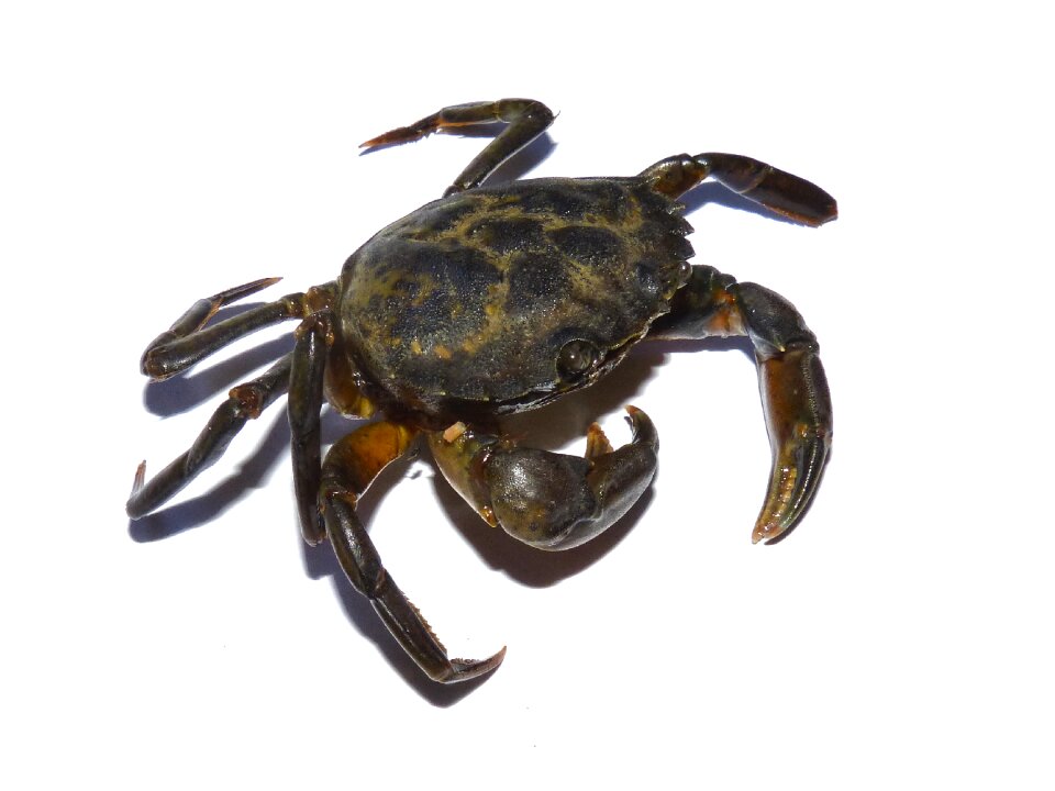 Mediterranean crustacean tweezers