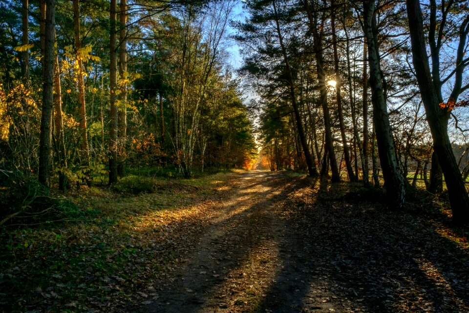 Nature environment light