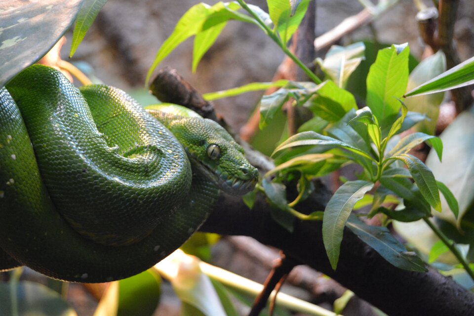 Tree reptile green snake