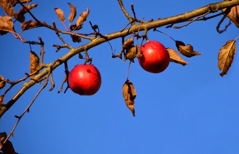 Tree nature red