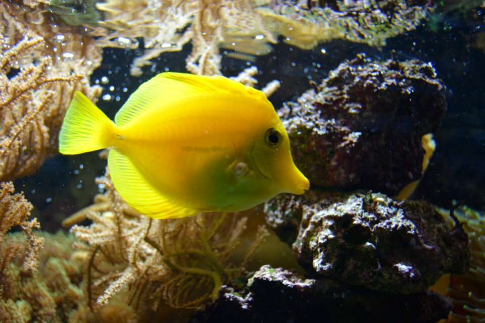 Yellow underwater swim