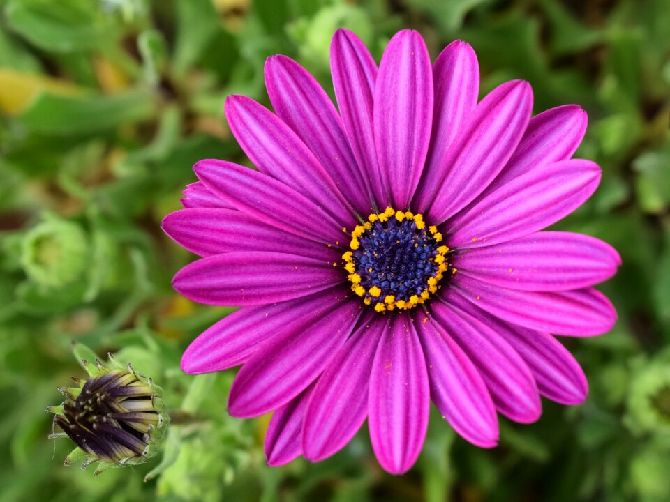 Springtime flower plant