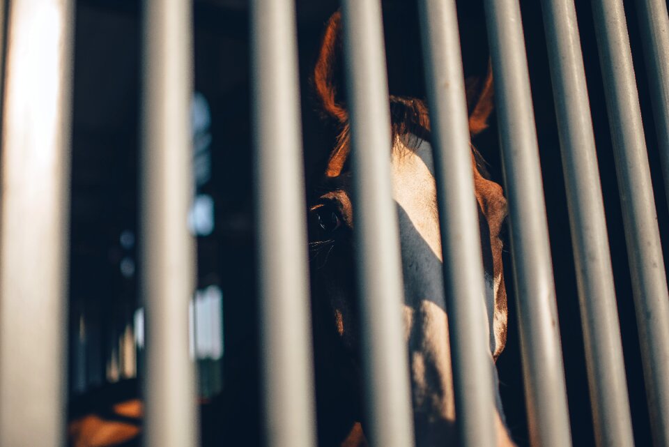 Cage bars horse shadow