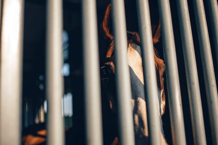 Cage bars horse shadow