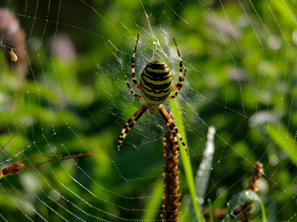 Nature meadow spider