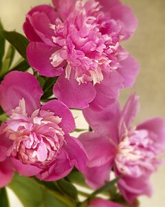 Flower garden summer ornamental plant