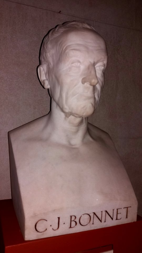 Musée des Tissus et des Arts décoratifs - Guillaume Bonnet - Buste de Claude Joseph Bonnet - Marbre, 1868
