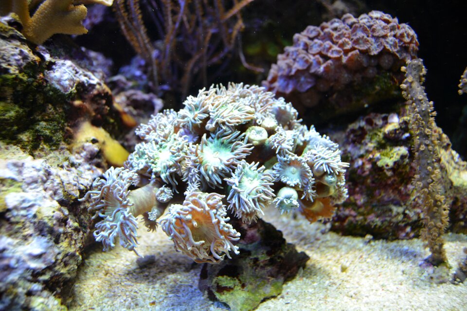 Underwater marine life meeresbewohner