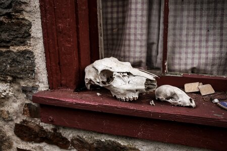 Skeleton skulls window photo