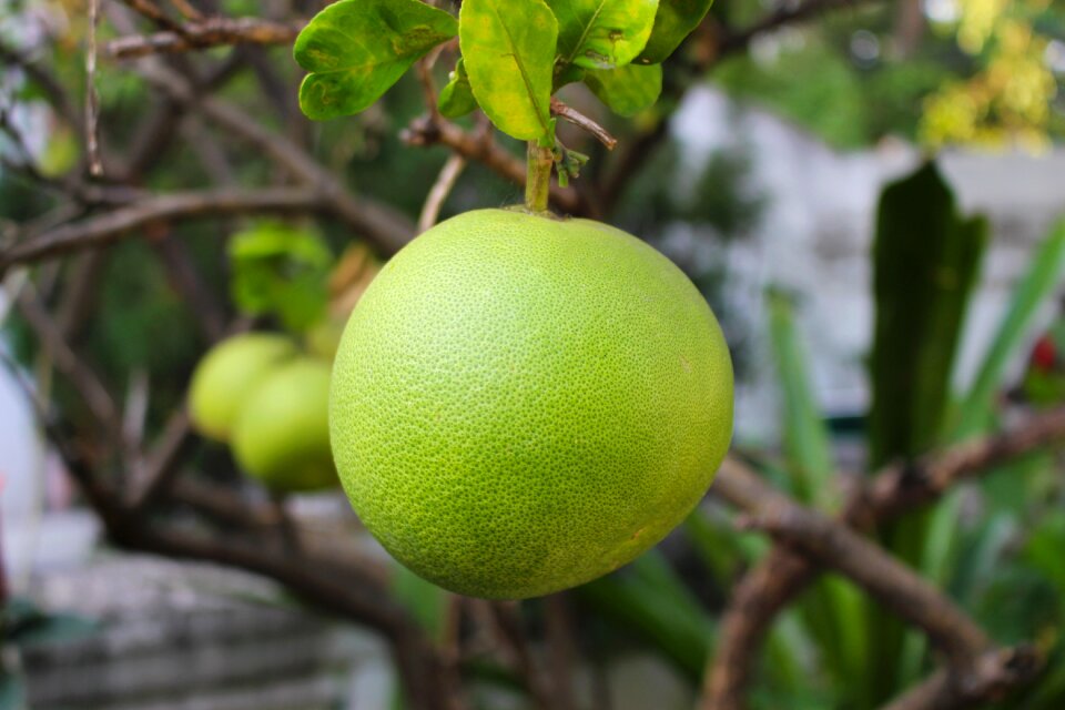 Healthy fresh tropical
