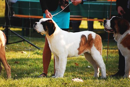 Dog show thoroughbred pedigree dogs
