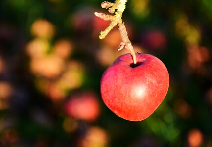 Tree nature red