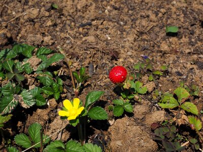 Red indian translucent strawberry potentilla indica