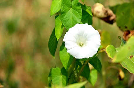 White trichterförmig climber plant