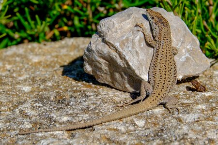 Animal wildlife fauna