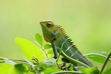 Green wallpaper animal
