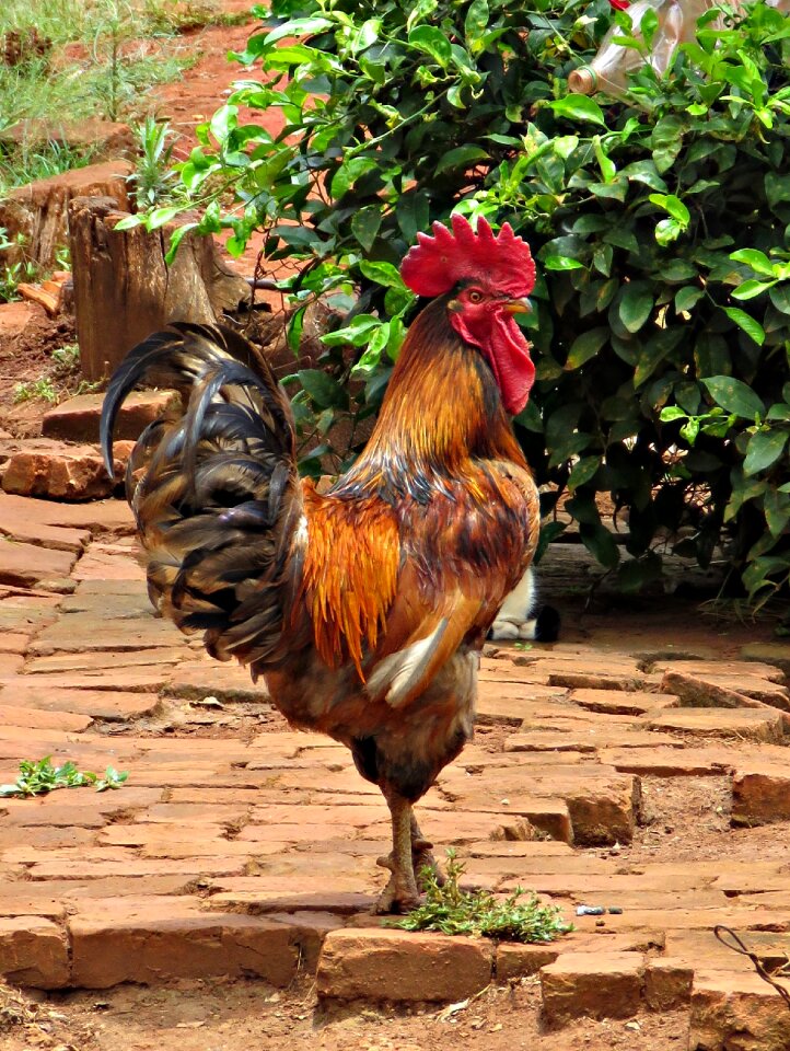 Farm poultry bird