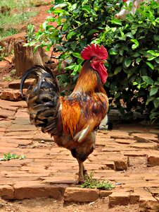 Farm poultry bird photo