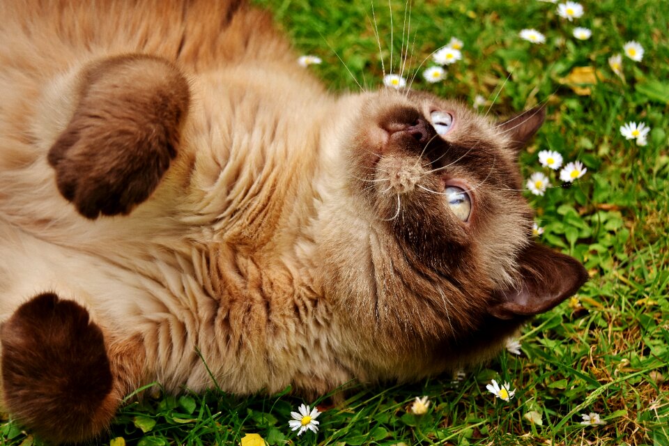 Meadow cat animal world