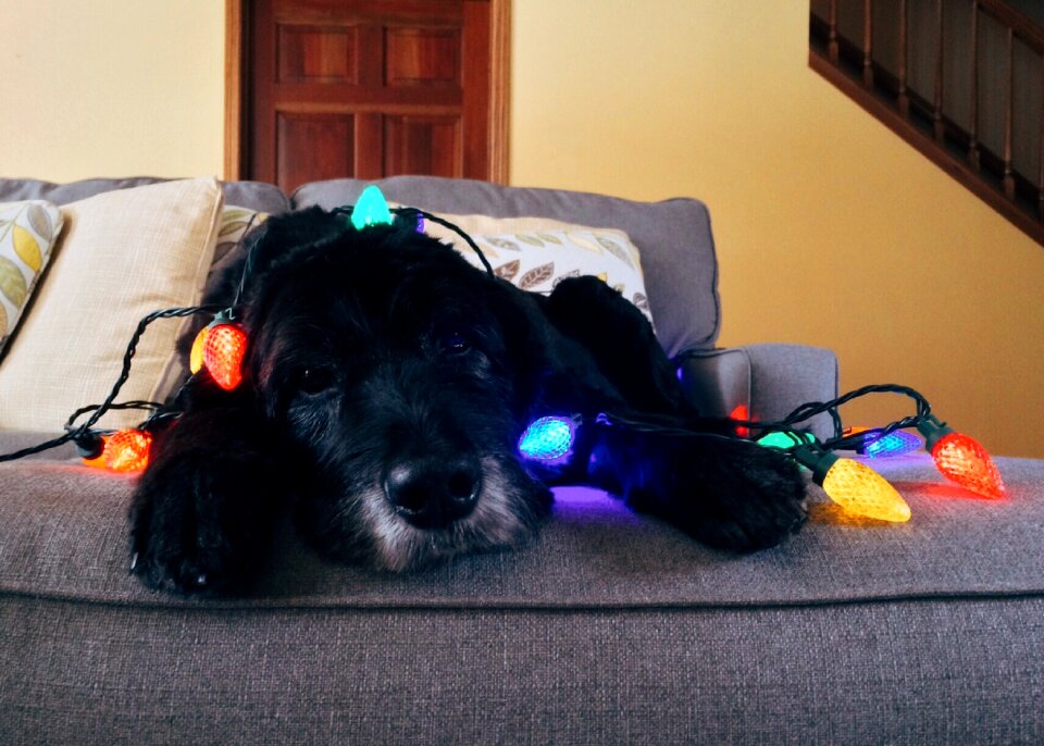 Christmas dog xmas holiday